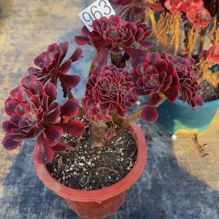 0000000000963美杜莎缀