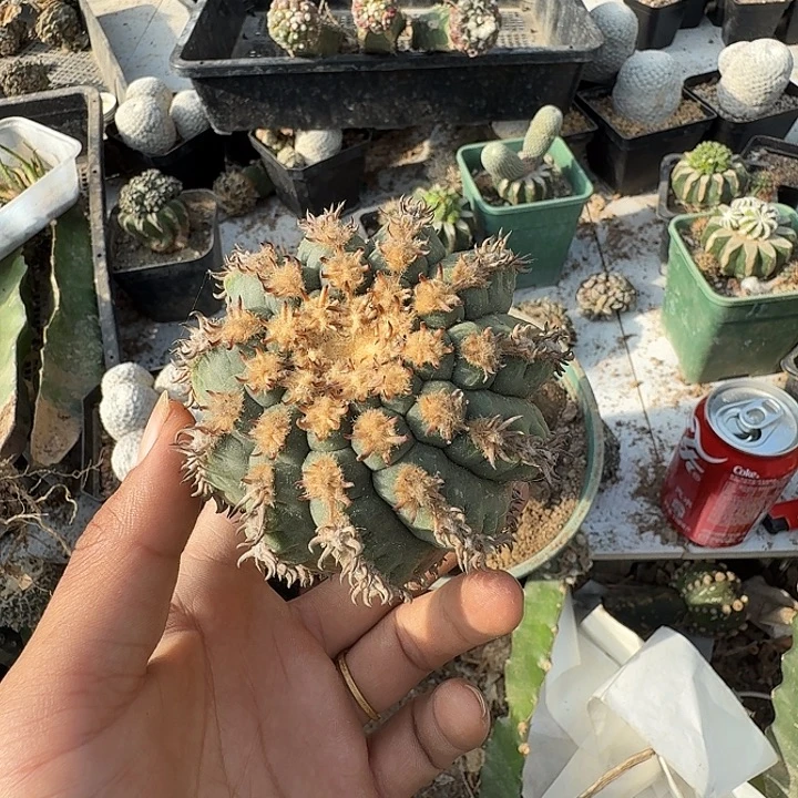 猫爪仙人球0424仙人球