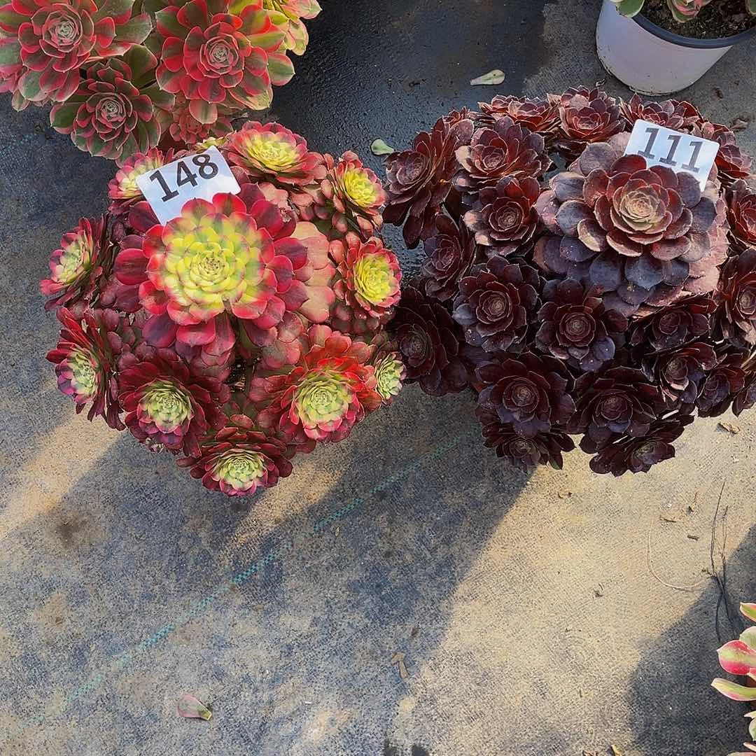 是**呀维纳斯148花花公子111寄养