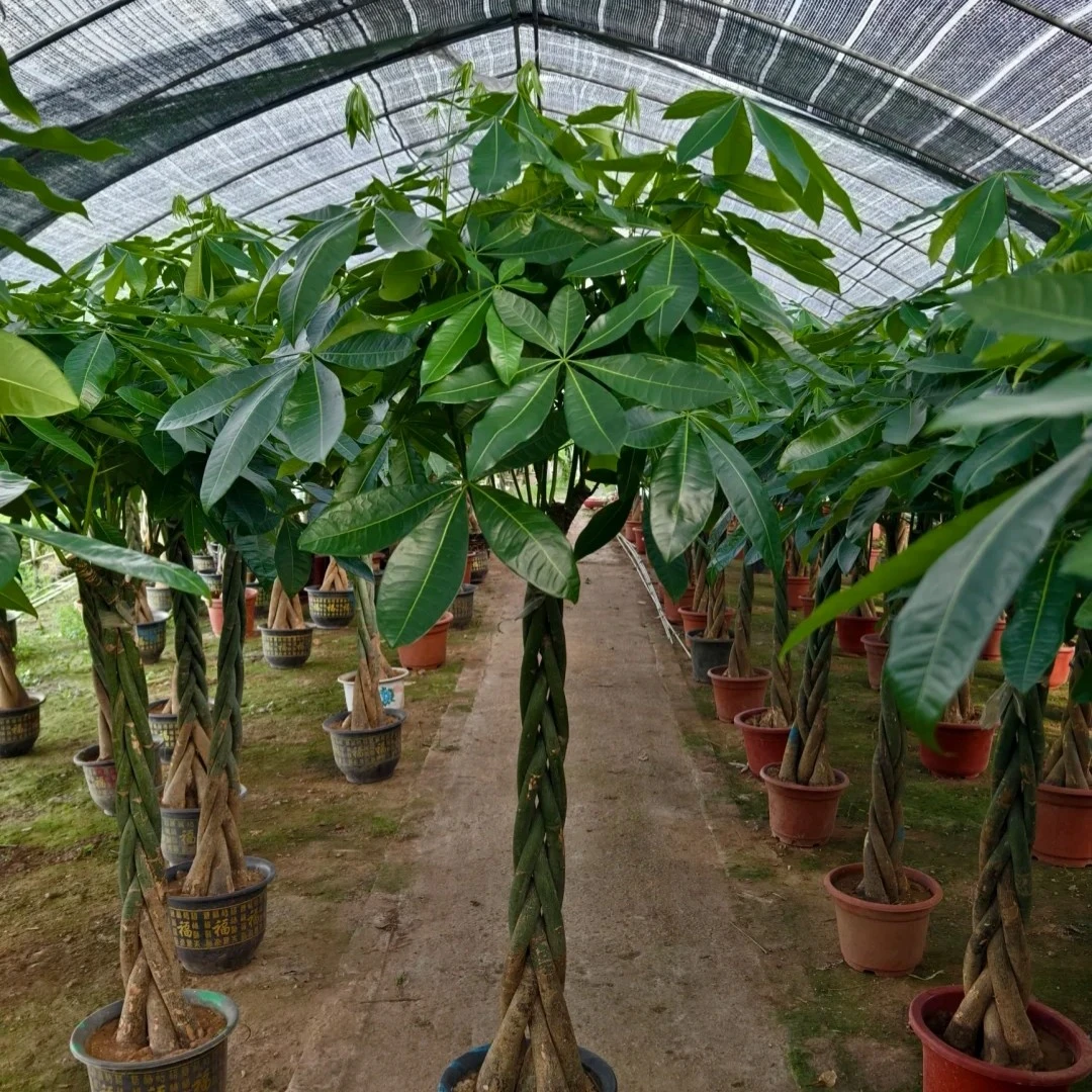 辨子发财树（1棵原装盆）开业乔迁办公室