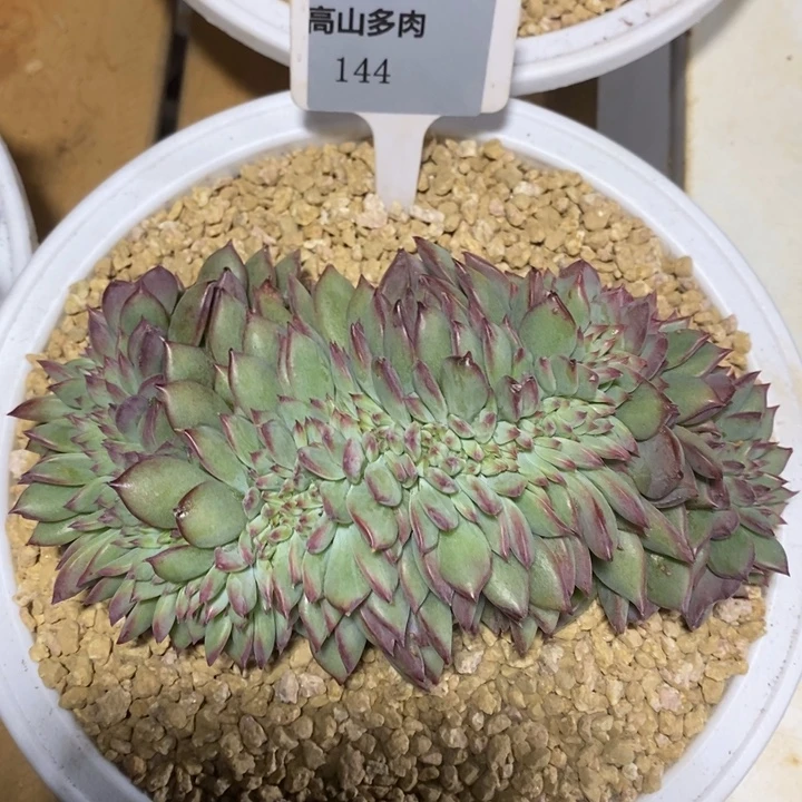 D144- 直播福利 红拉糖缀