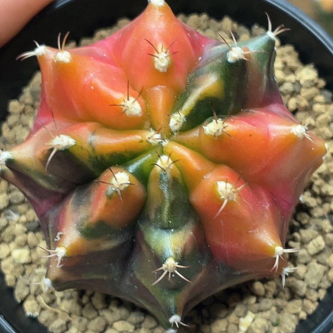 泰系实生根，乌贼B