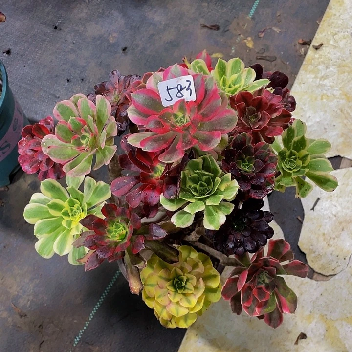 架接下播福利000000583号