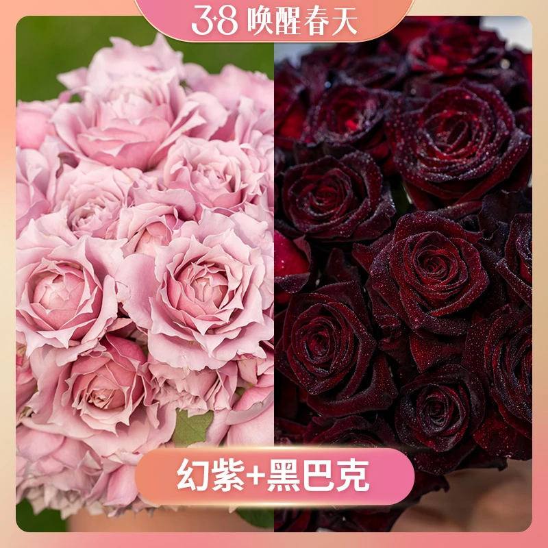 【3.8唤醒春天】黑巴克 幻紫  1.2升盆月季盆栽套餐易栽种易养护