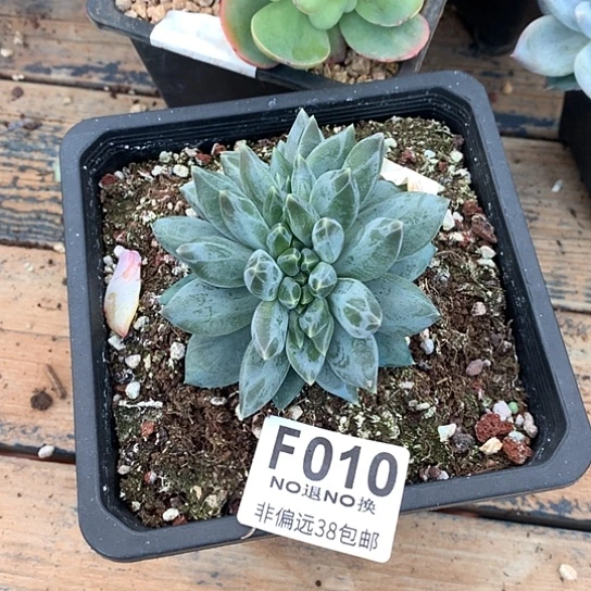 、***菇重楼缀化010 亏本处理不退不换7-8天发货