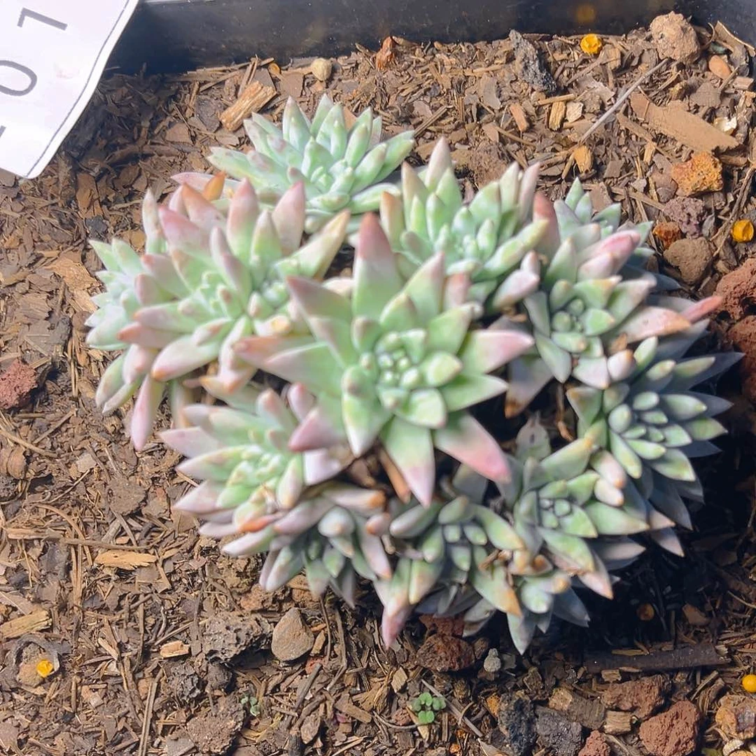 手捧花白菊多头2015