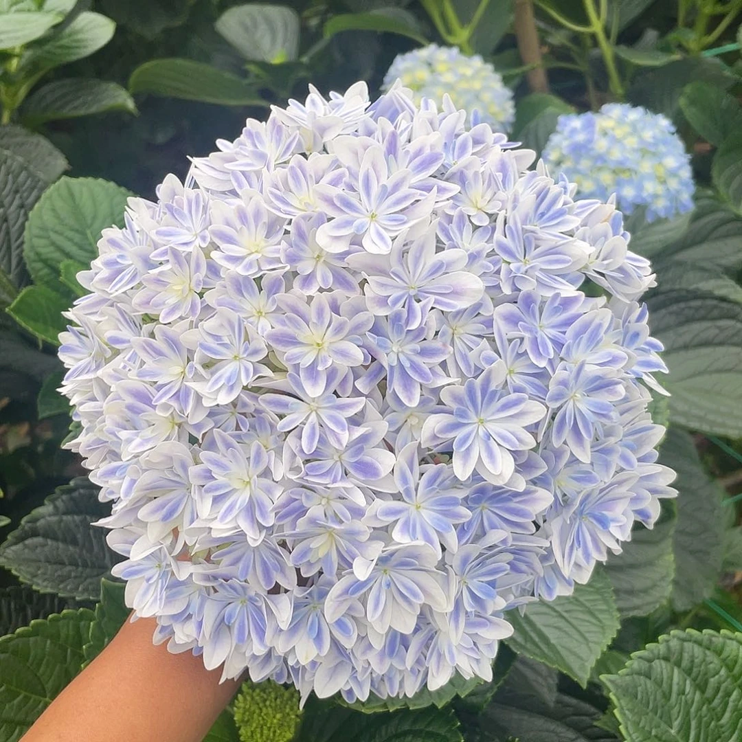 绣球切花一物一拍3枝起包邮，55