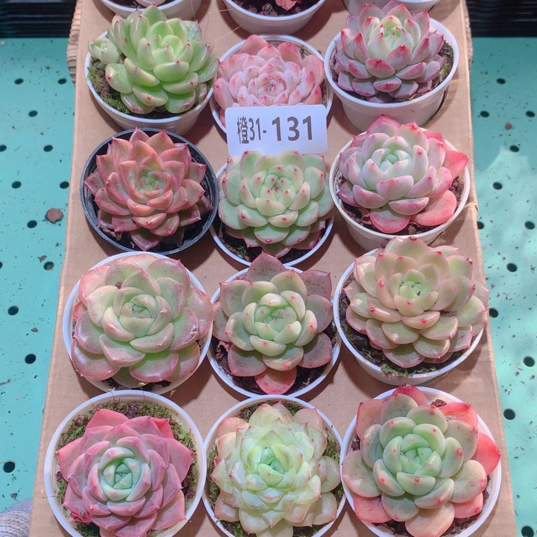 31-131一物一拍多肉带盆18颗