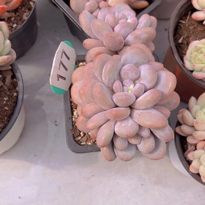 健健康康平平安安