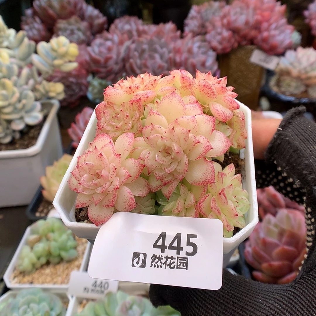 445麦秆不包整多肉植物66