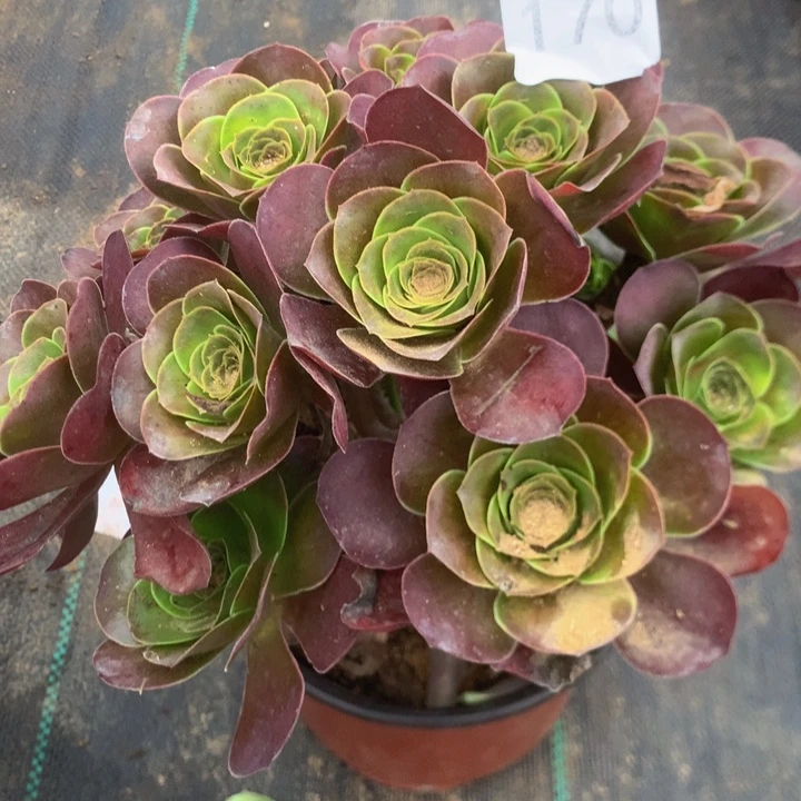 170玫瑰多多肉植物