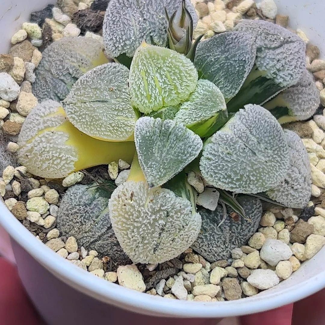 雪之里母本锦十二卷多肉