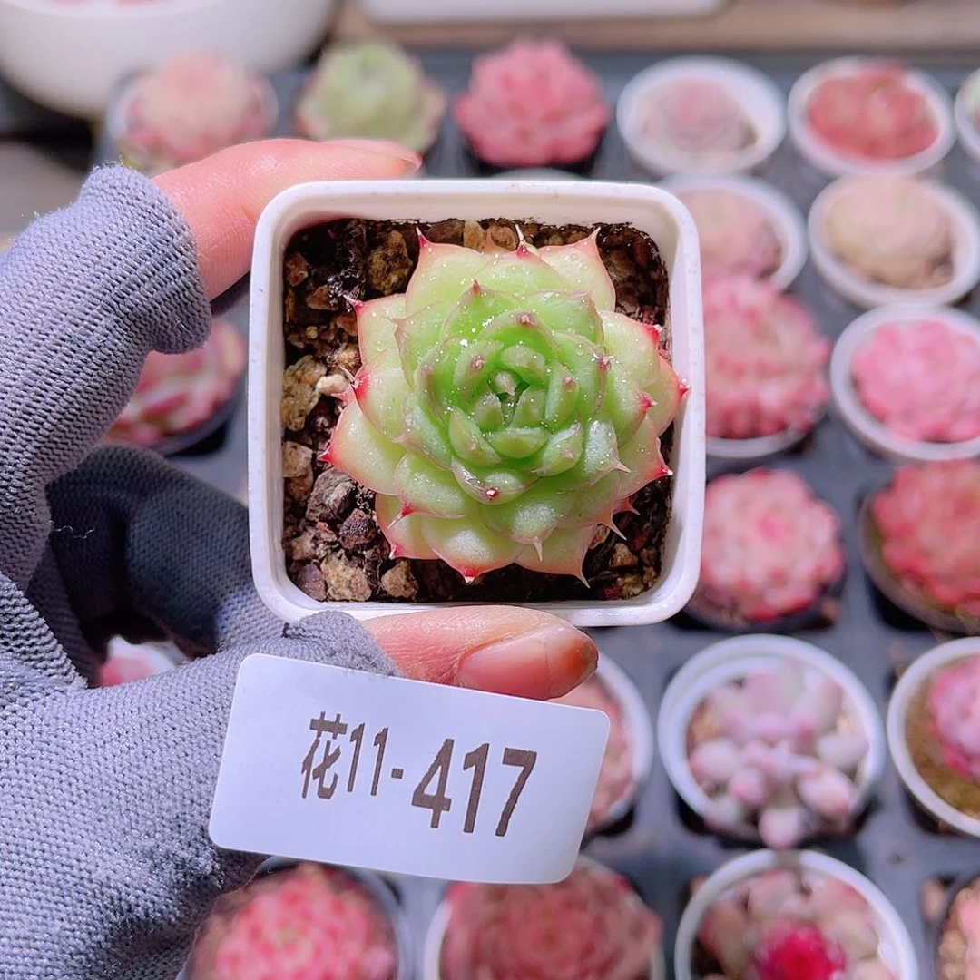 花11-417绿水鬼单头