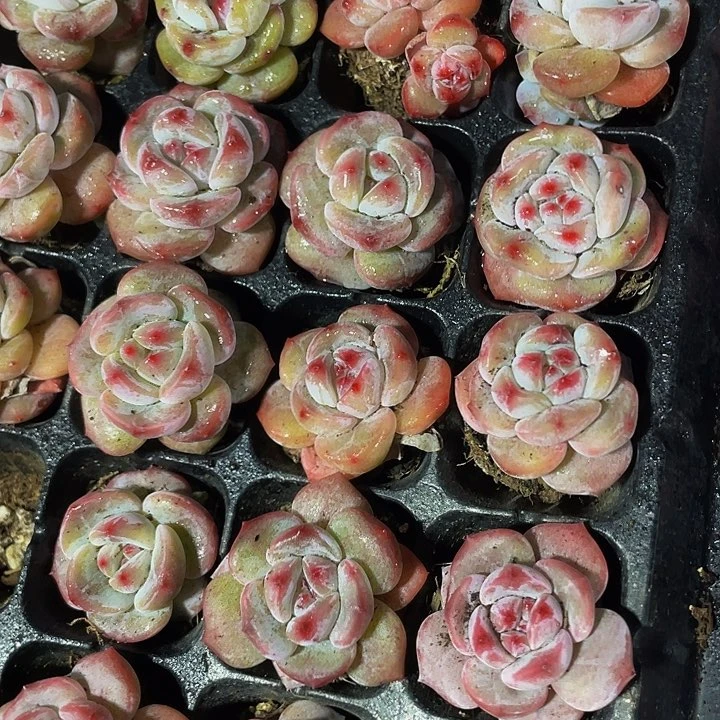 小紫皮星影1元带土发