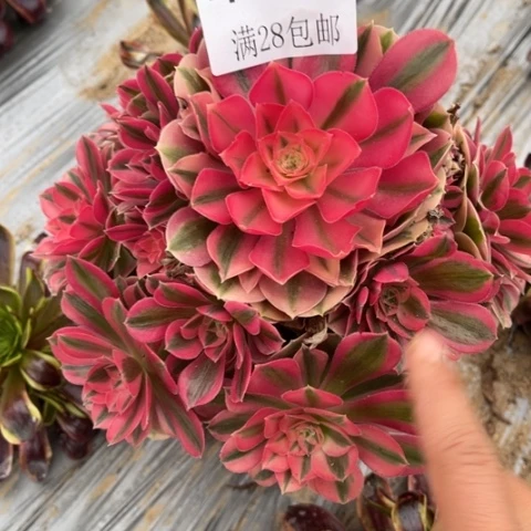 女巫多肉多肉4788