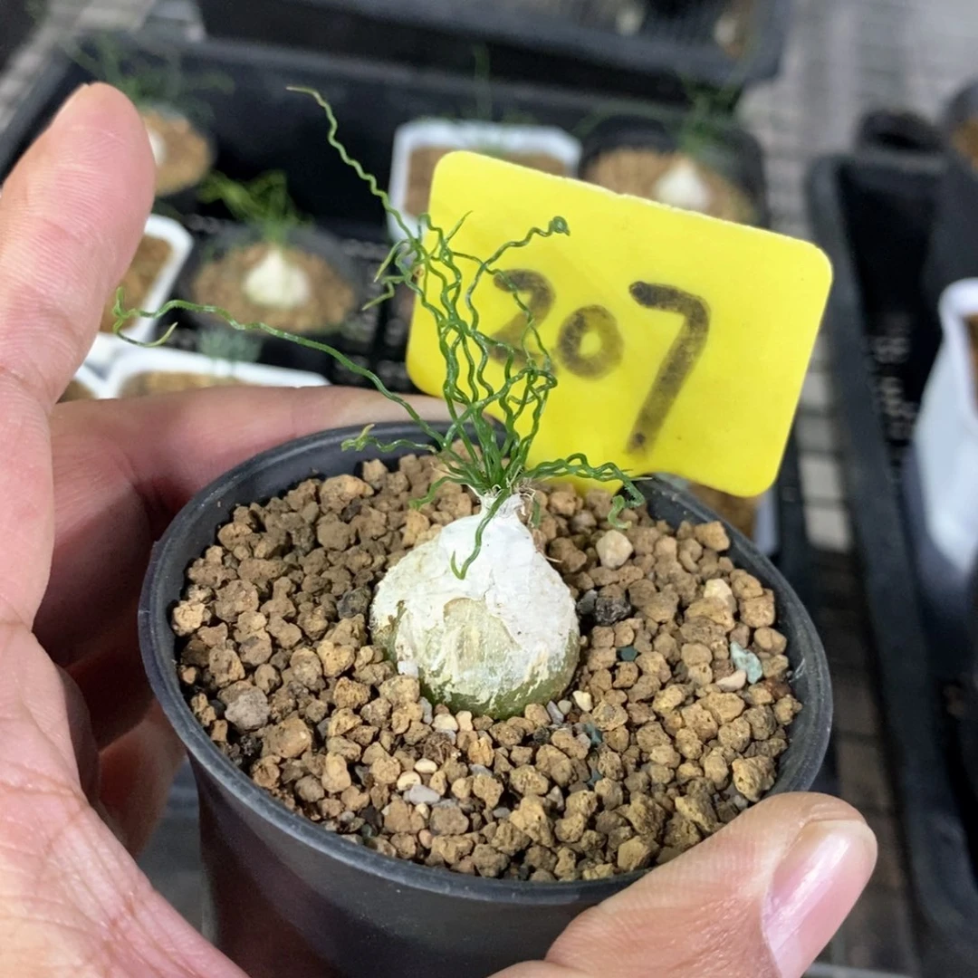 泰迪海葱多肉植物