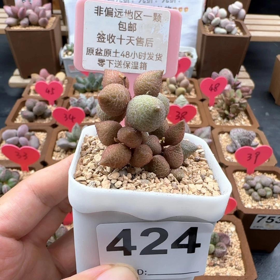 424小辣椒多肉植物