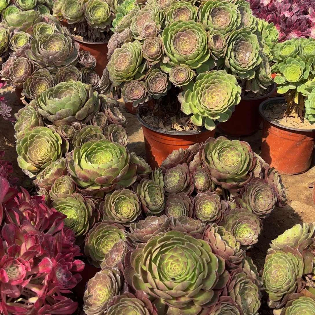 变色龙9.9法师木质老桩