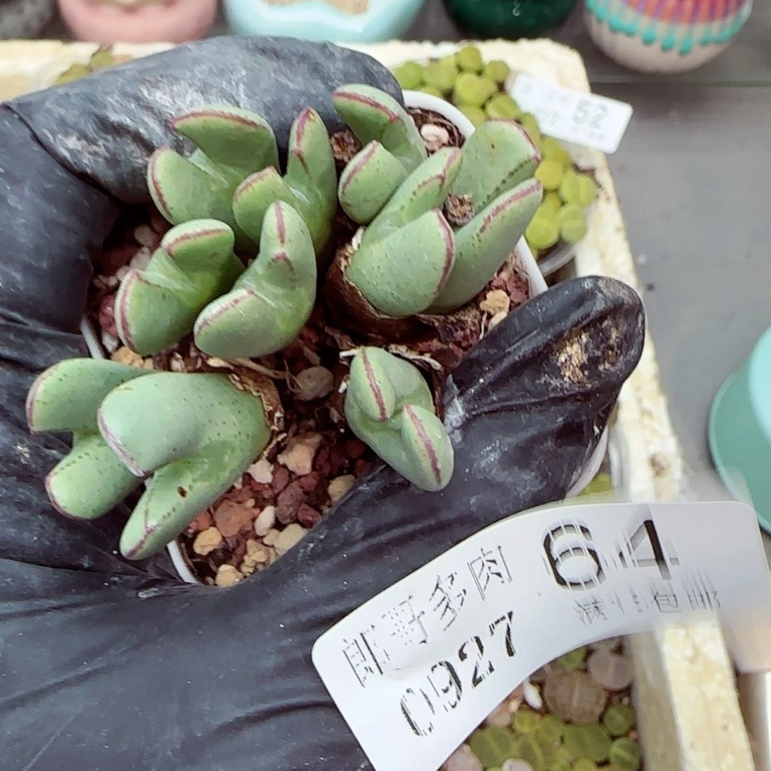 生石花满18包邮0927-64