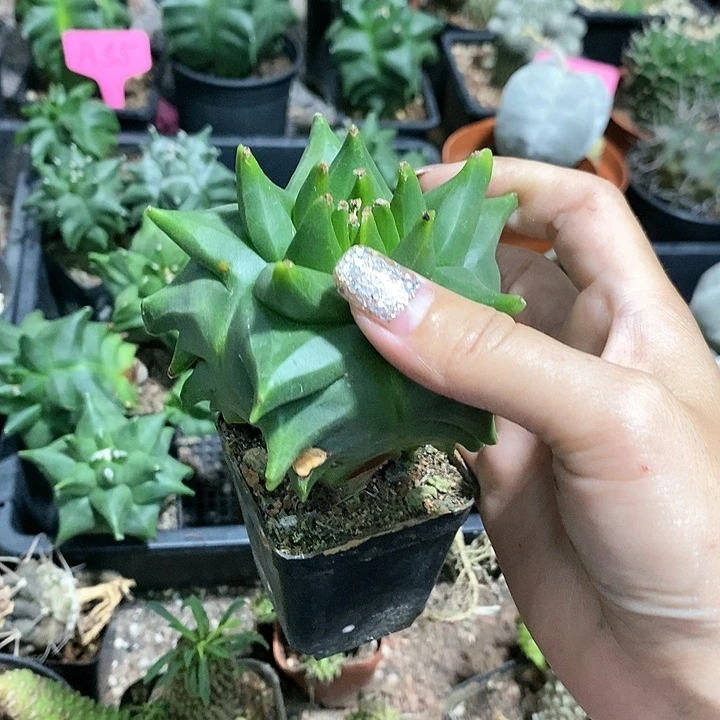 画***生花花草草花花草草