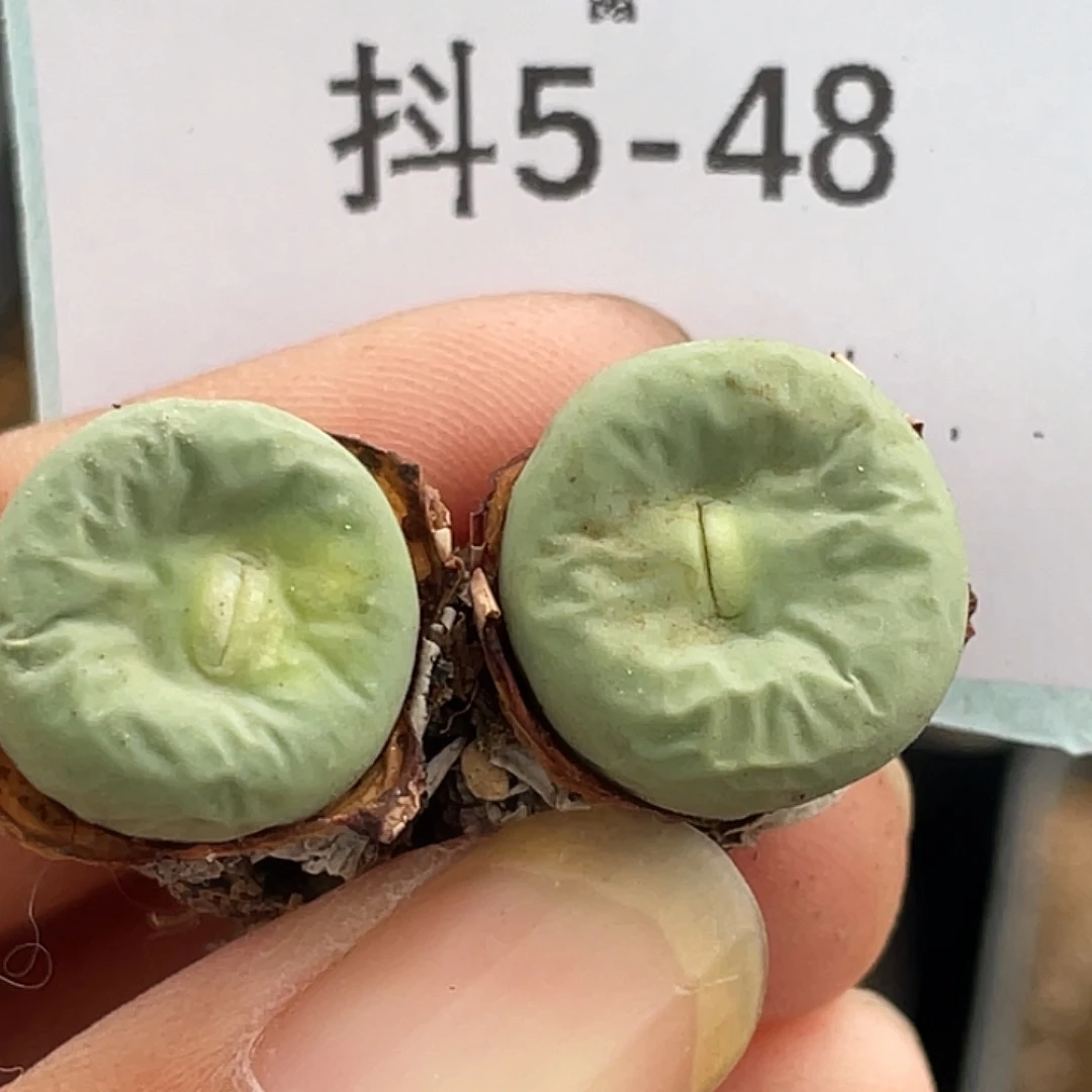5-48嘴多肉植物肉锥