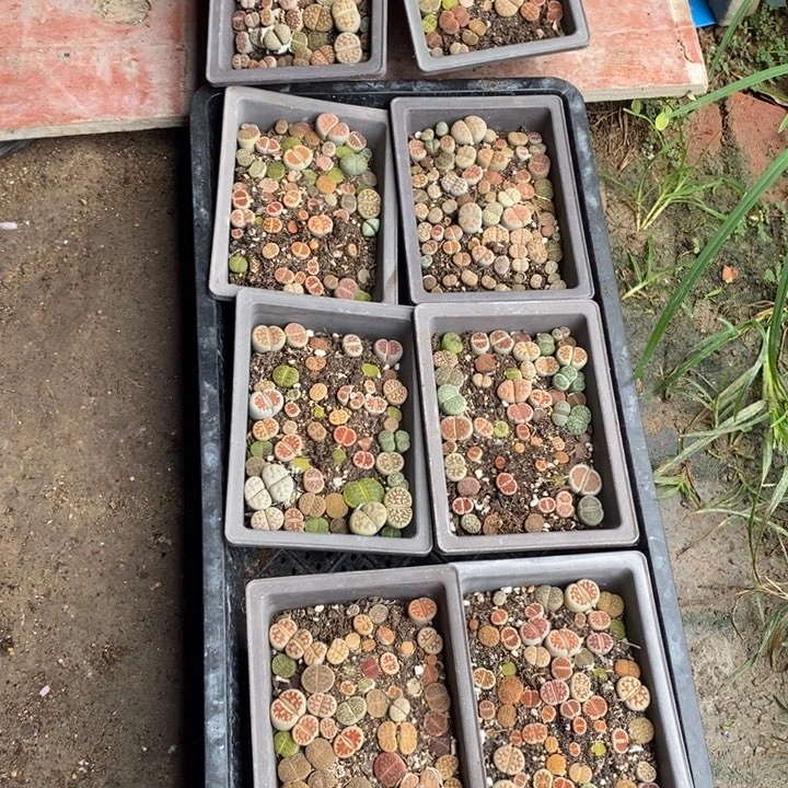 老***五生石花等植物和植物194