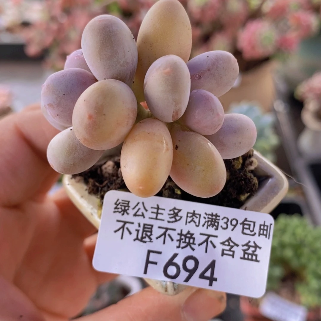 糖豆奶5cm694多肉植物