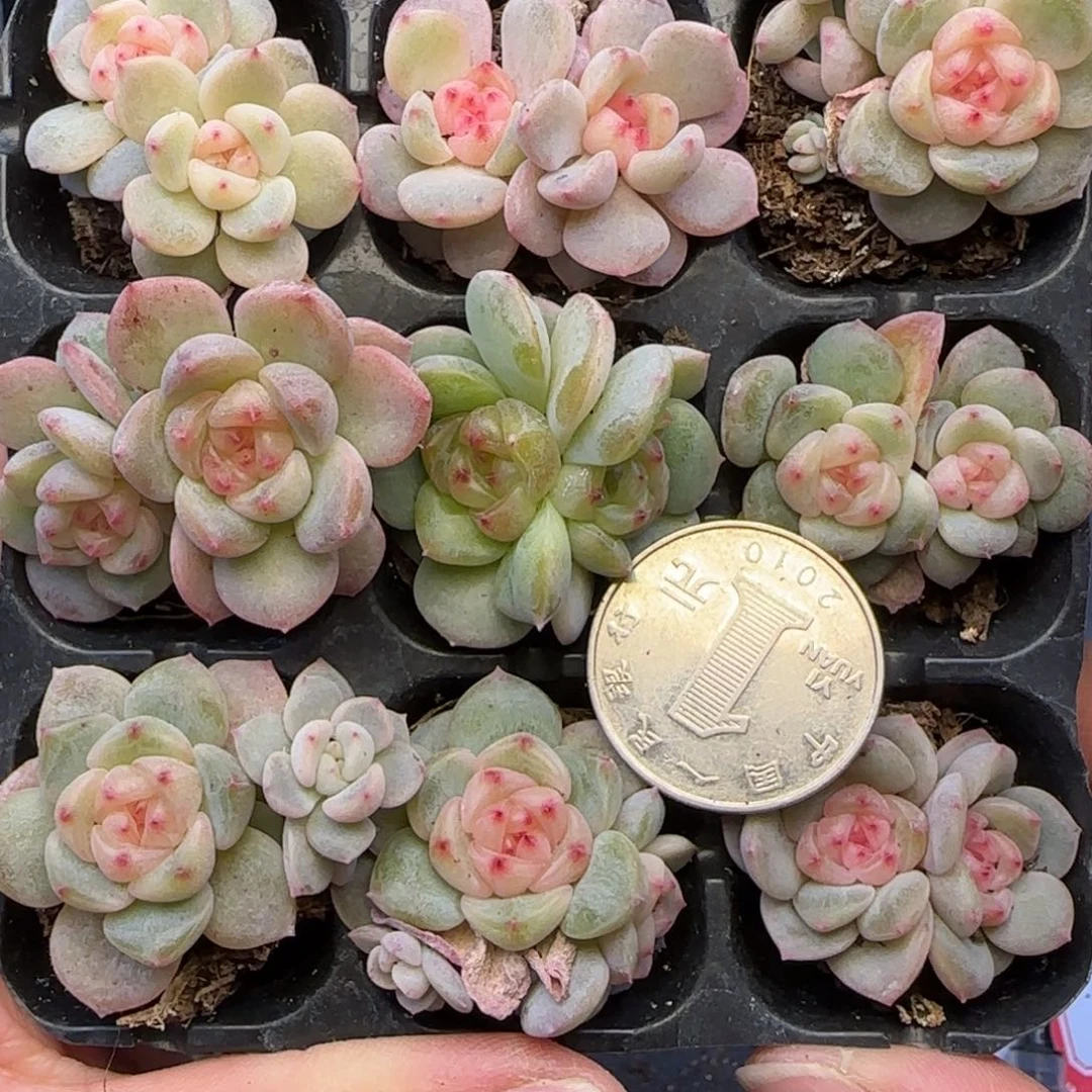 【满29包邮非偏远】892九棵不保整