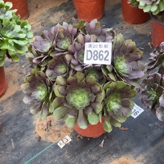 862万圣节不包断枝