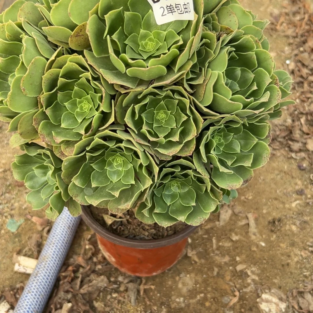 750多肉  绿羊绒不包断头