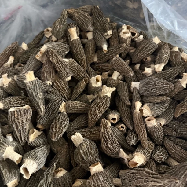 川西6-8 大个头 头茬新货厚肉羊肚菌干货煲汤鲜美营养滋补