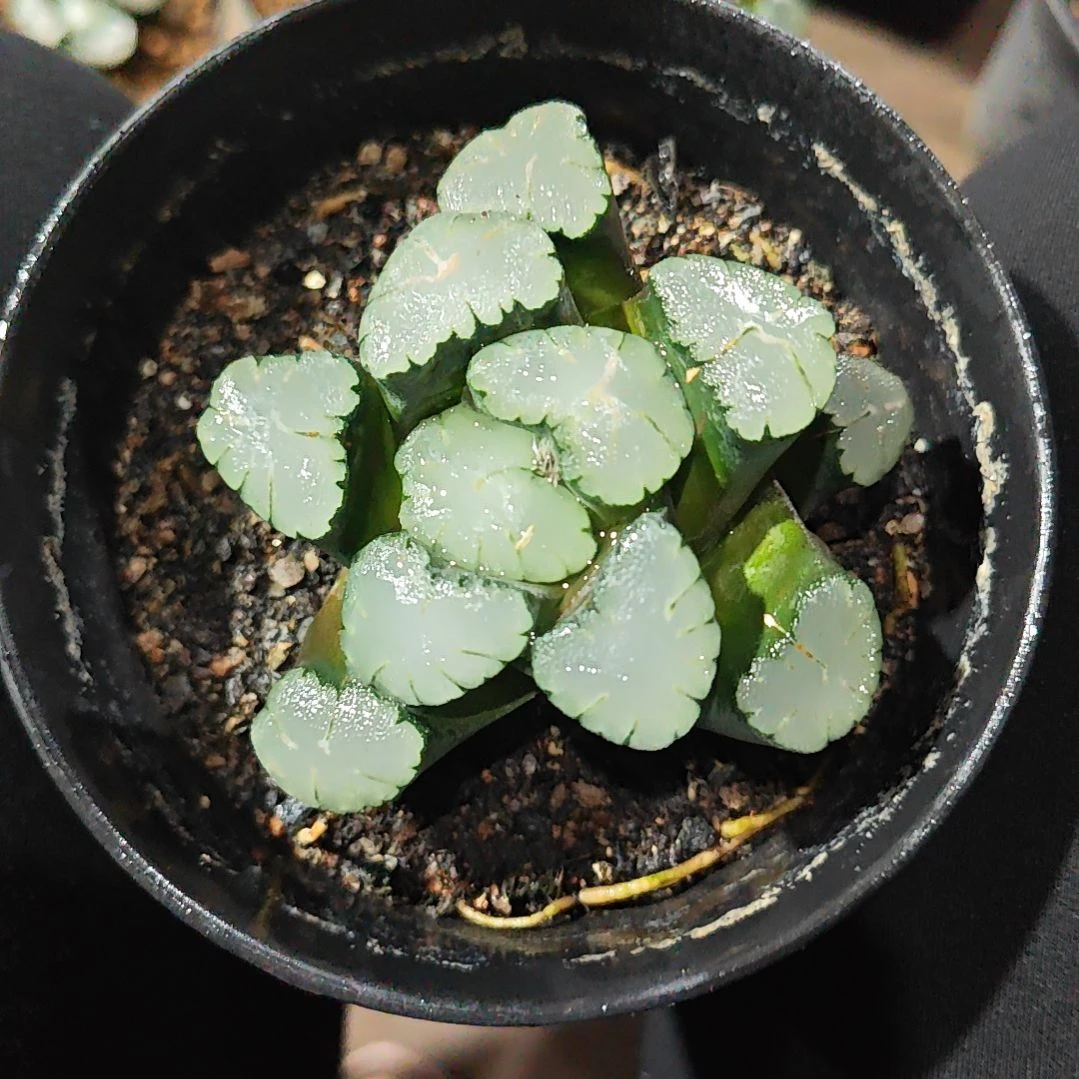 天照万象多肉植物原盆土