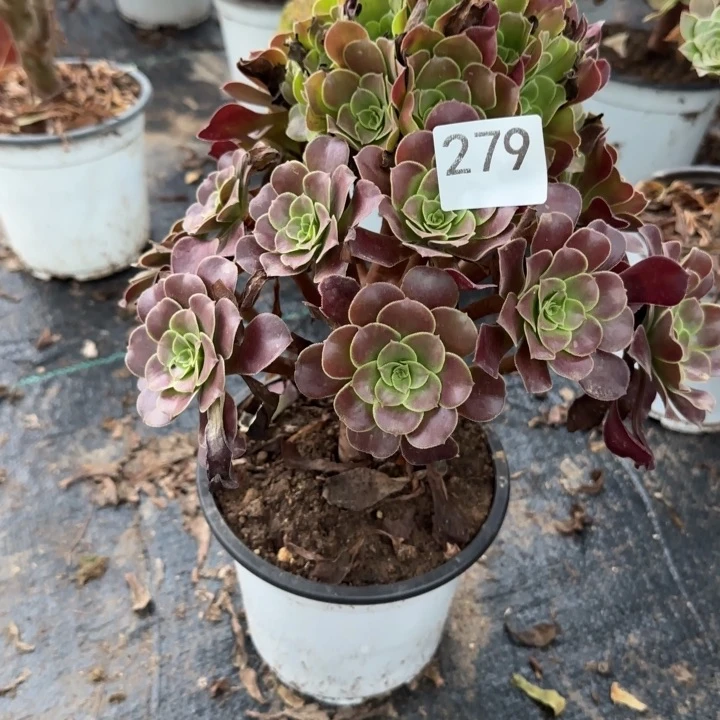 279两单包邮。