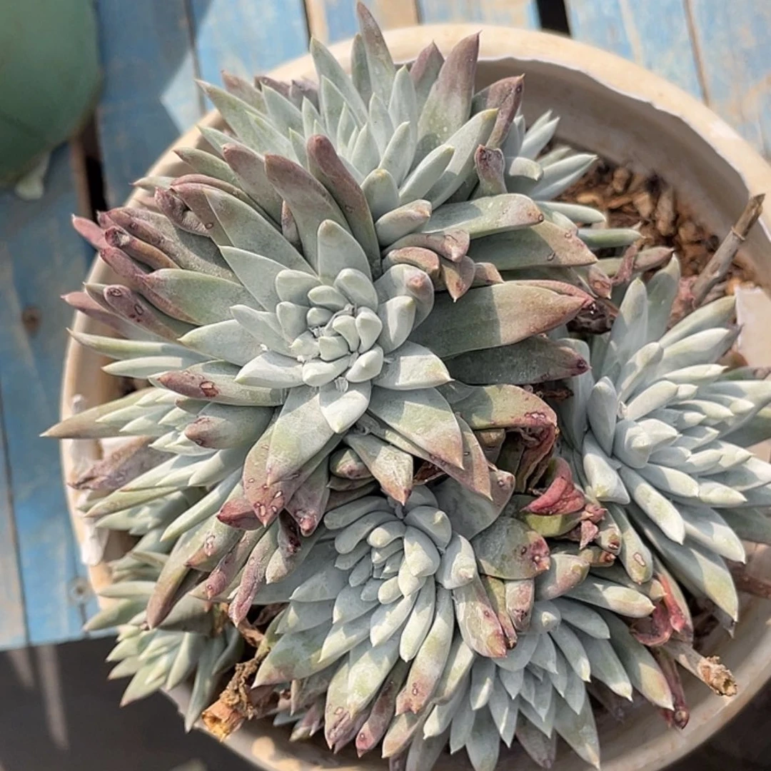 【闪购商品】韩版白姆