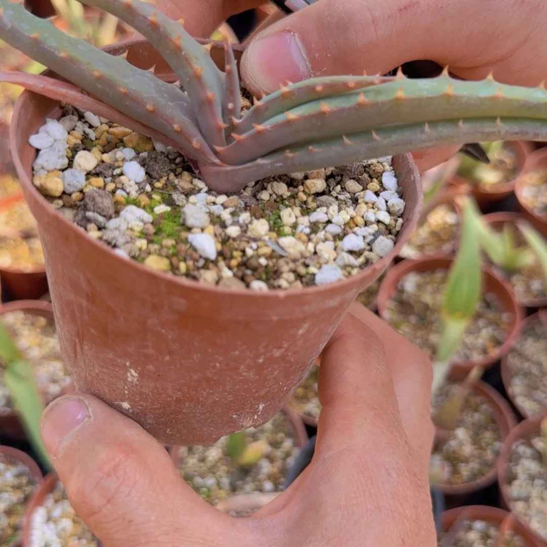 ?*敢块根植物块根植物