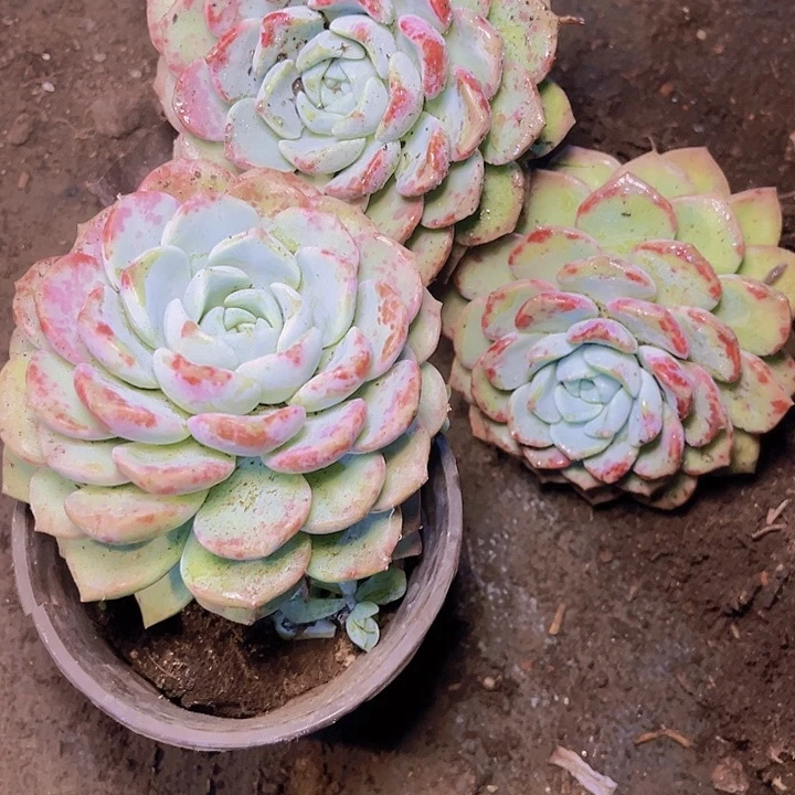 3课单双多混发11122