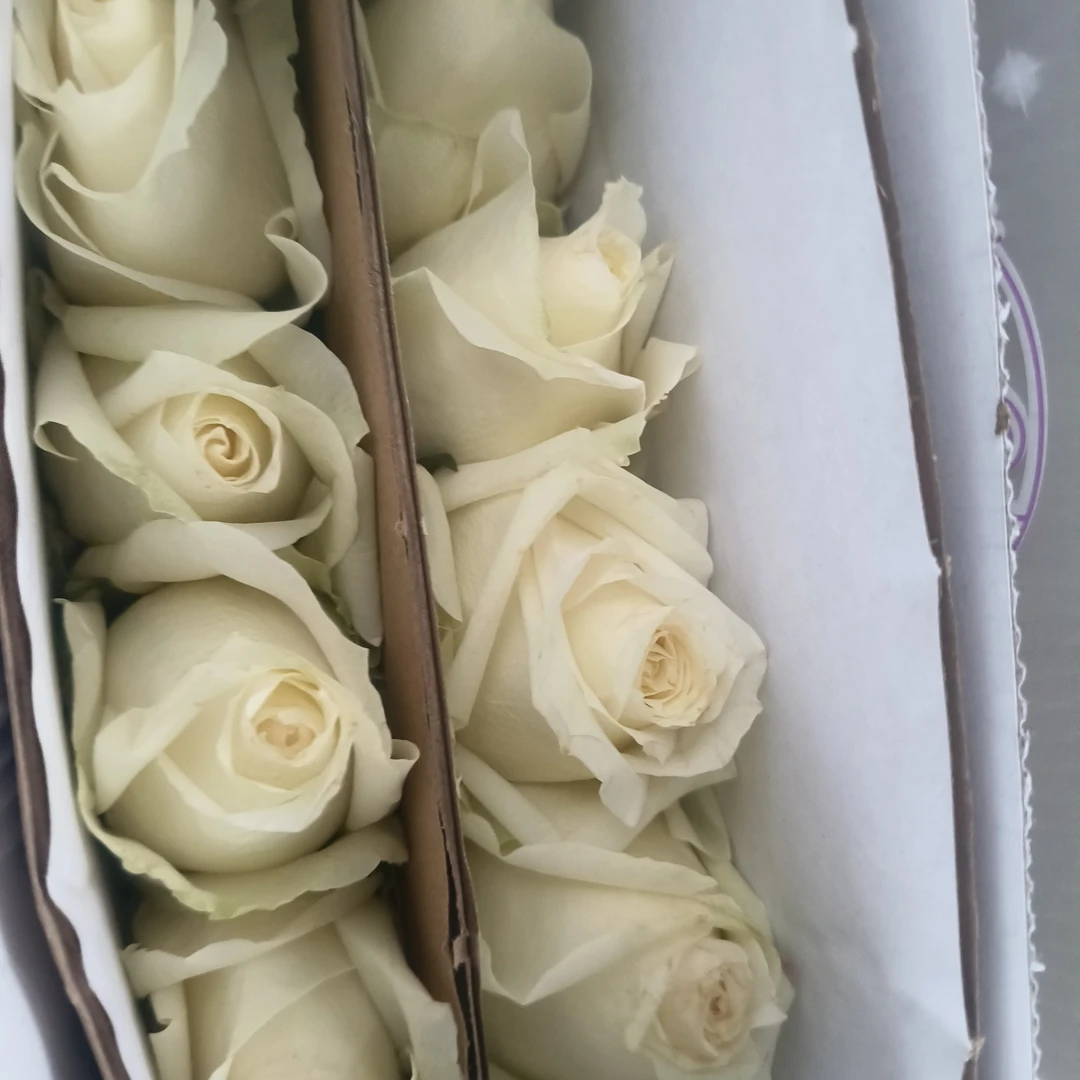 骄傲玫瑰白色10支