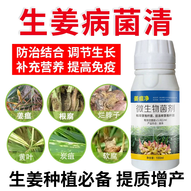 沃柯易姜瘟净大姜姜瘟茎基腐软腐根腐烂脖子炭疽青枯微生物菌剂