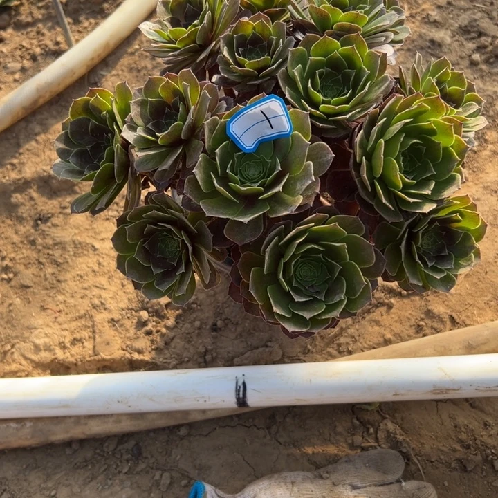 愿***安多肉植物黑魔法师1
