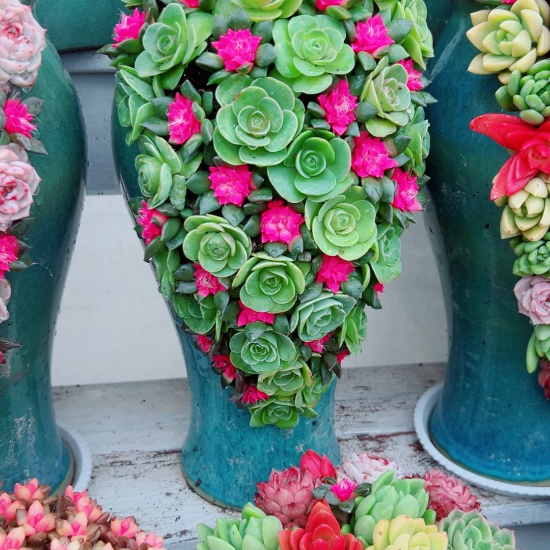 镜**月玫瑰之恋多肉植物