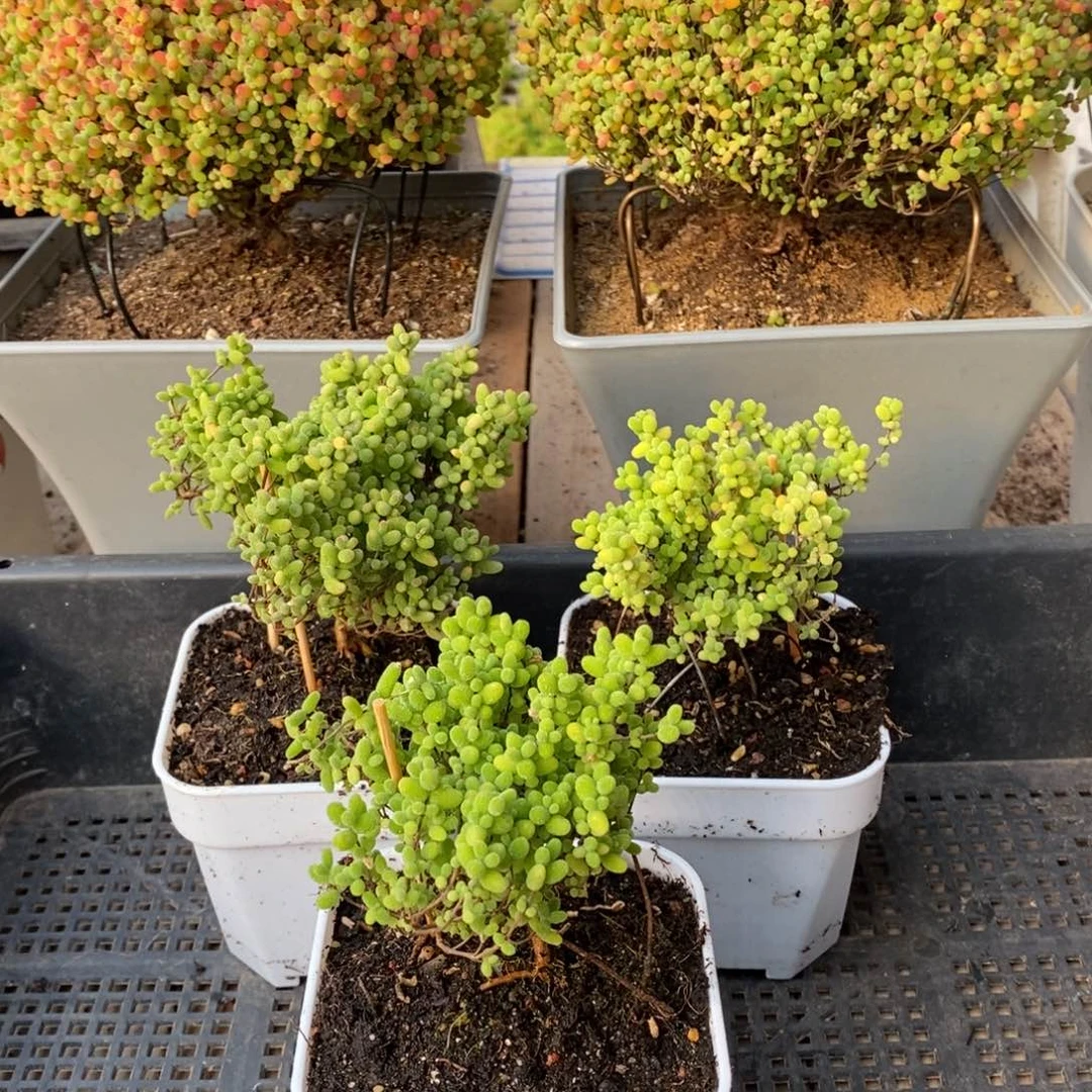 枝干番杏多肉植物246