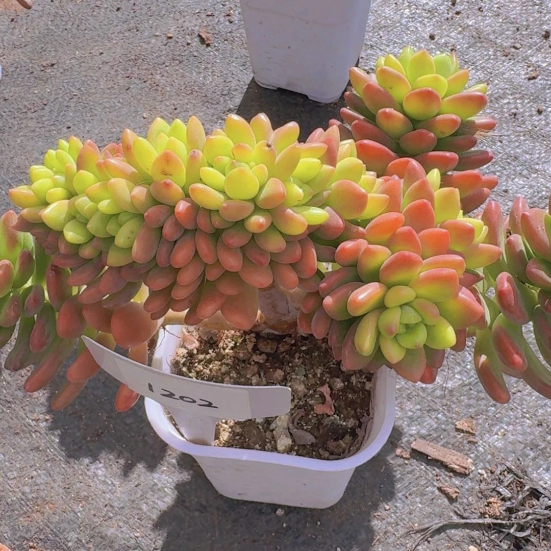 1202香格里拉凡艺多肉