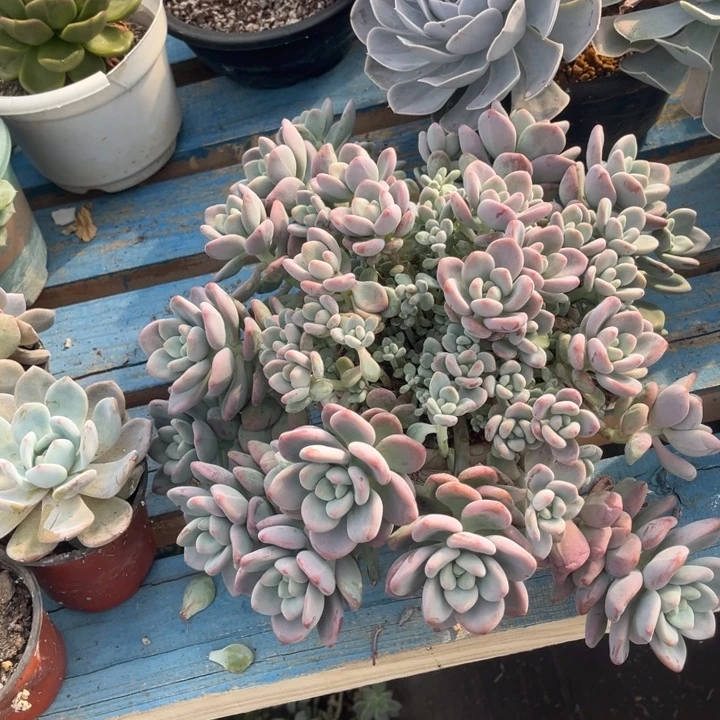 小***格红洛神大群，官服30以上