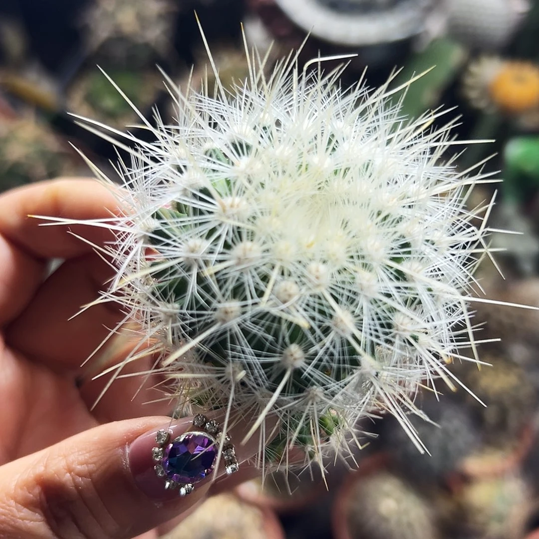 白太丸仙人球6666666