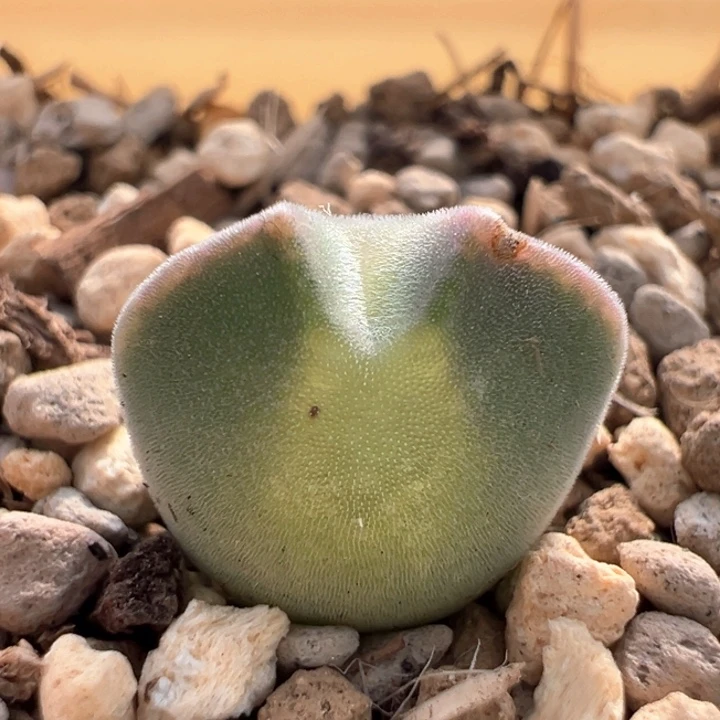 218。 青蛙种源优选两年大眼空蝉。 大大大眼。