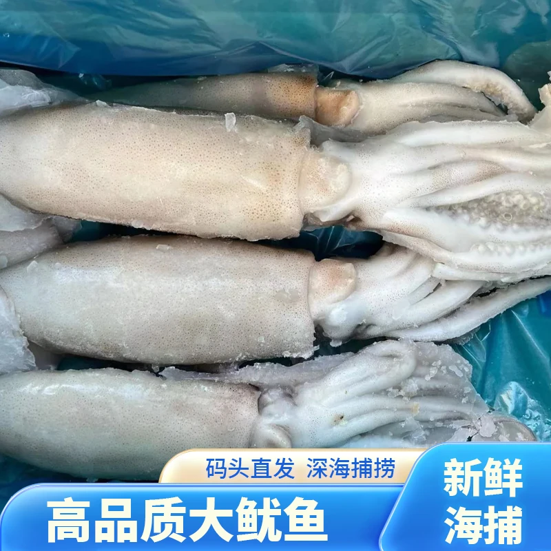 【5斤大鱿鱼】新鲜大鱿鱼整条鱿鱼未处理大鱿鱼整只冷冻水产3/5斤装