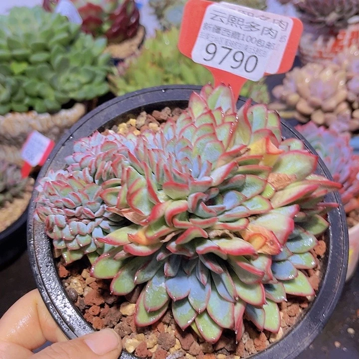 9790勇敢缀。