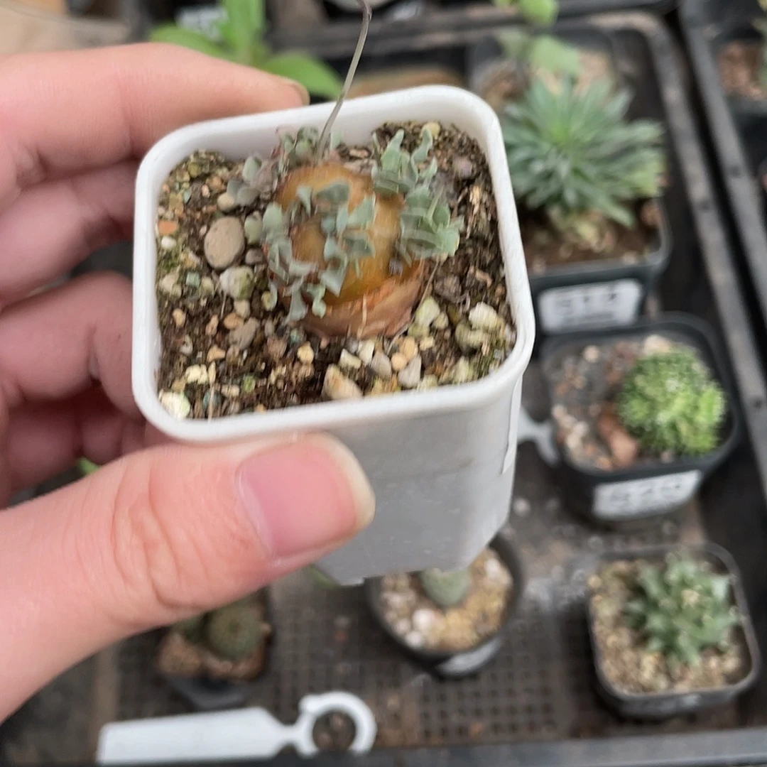 400格加厚盾菊（满18包邮）