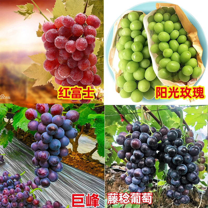 葡萄苗盆栽巨峰夏黑蓝宝石阳光玫瑰盆栽苗带盆带土庭院阳台种植