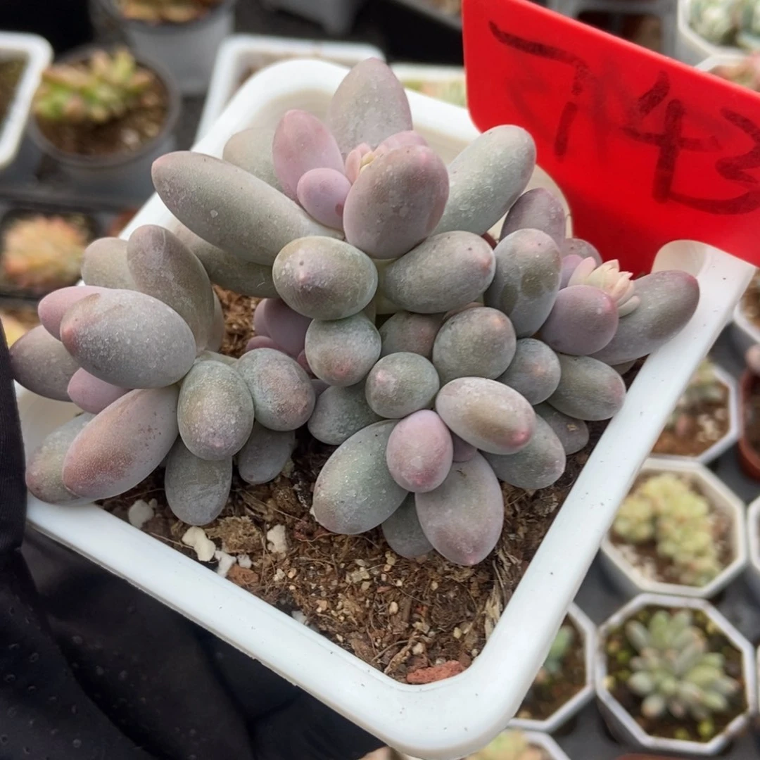 743奶酪多肉植物保护